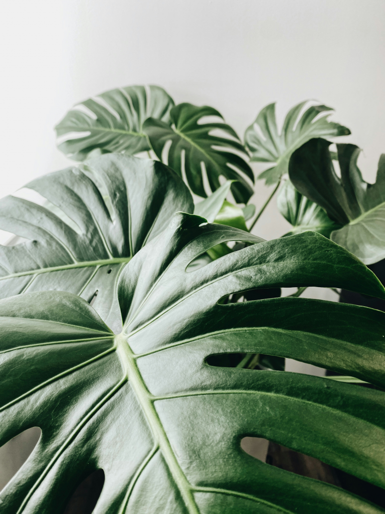 foto planta verde noora pagina inicio
